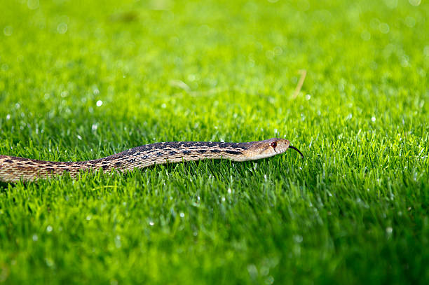 Snake in the Grass A California Garter Snake enjoying the warmth of artificial turf reptile tongue stock pictures, royalty-free photos & images