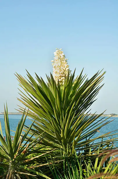 Planted here on the Abu Dhabi Corniche, UAE