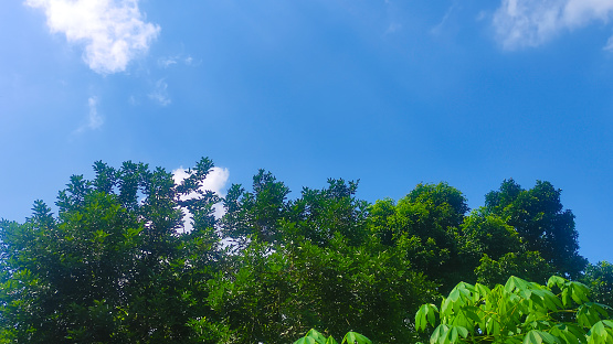 A beautiful view of green tree with lush foliage on blue sky background in the afternoon