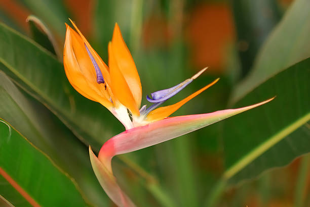 istock Bird of paradise 153179591