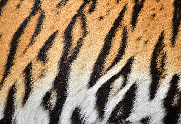 tiger skin texture of real tiger skin leather white hide textured stock pictures, royalty-free photos & images