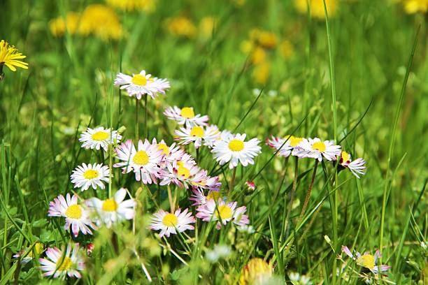 daisy - flower blumenwiese meadow flower head photos et images de collection