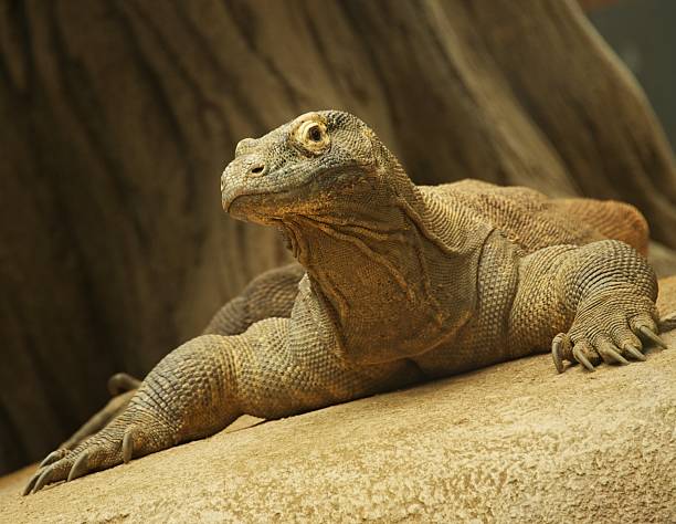 istock Close-up of a komodo dragon 153180102