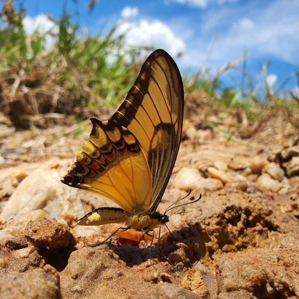 istock Yellow butterfly on the floor 1531801555