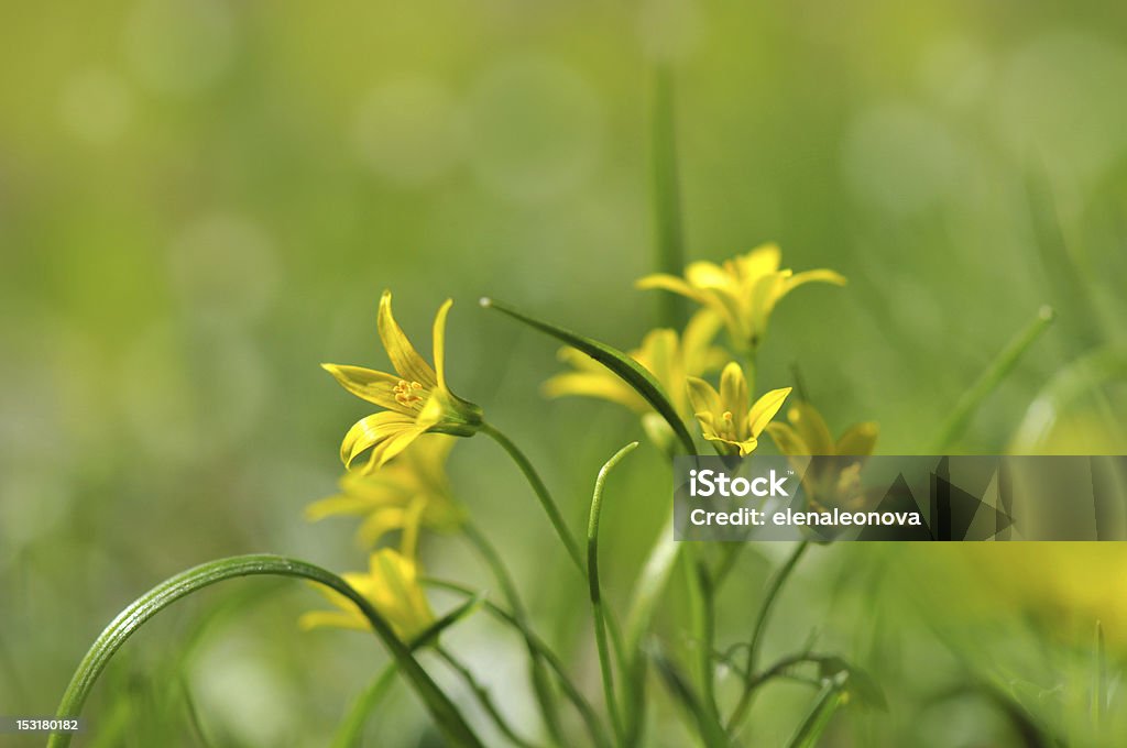 Flores amarelas - Foto de stock de Amarelo royalty-free