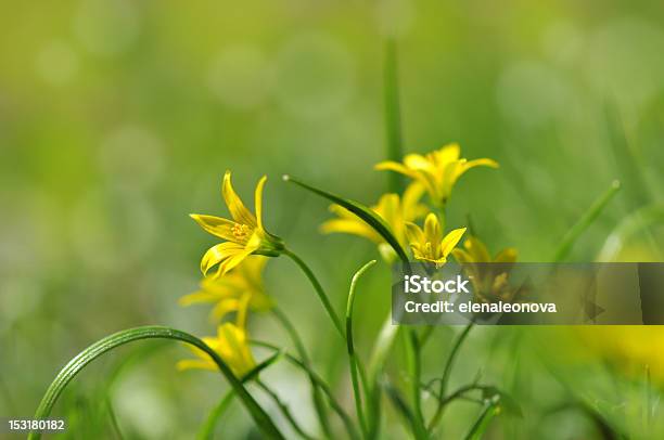 Foto de Flores Amarelas e mais fotos de stock de Amarelo - Amarelo, Beleza, Beleza natural - Natureza