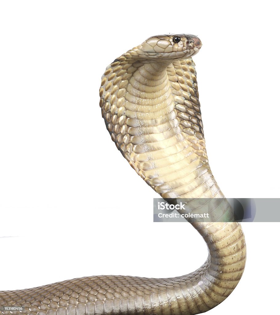 cobra - Photo de Cobra libre de droits