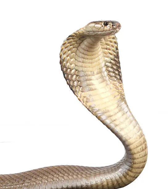 Photo of cobra