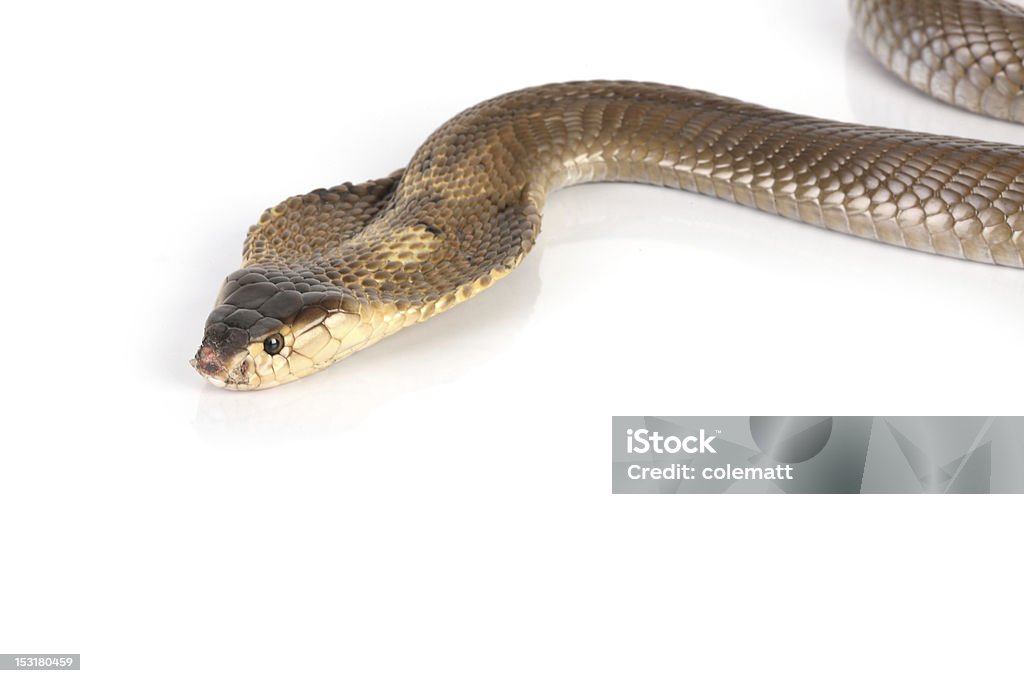 Cobra-real - Royalty-free Animal Foto de stock