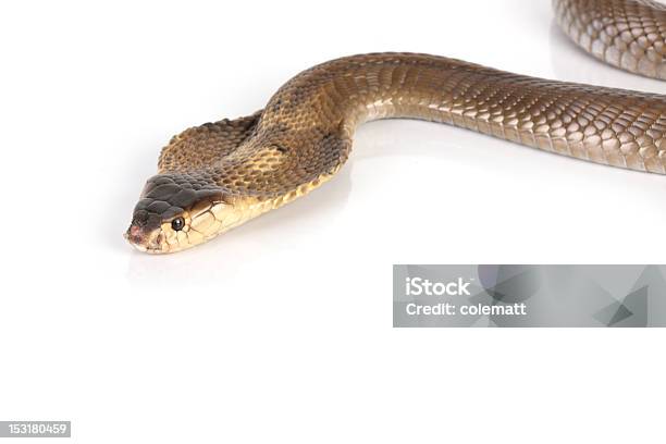 Cobrareal - Fotografias de stock e mais imagens de Animal - Animal, Branco, Cabeça de animal