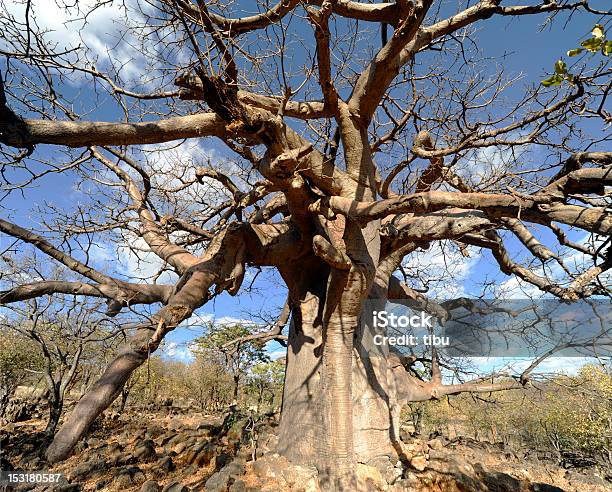 Afrikanischer Affenbrotbaum Tree Stockfoto und mehr Bilder von Affenbrotbaum - Affenbrotbaum, Afrika, Baum