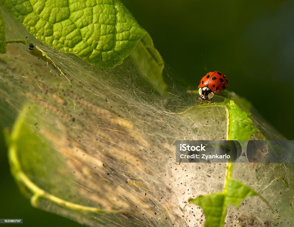 Fechar a um ladybeetle e muitos canker worms - Royalty-free Acasalamento Foto de stock