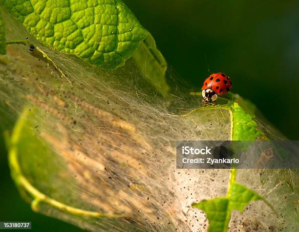 Fechar A Um Ladybeetle E Muitos Canker Worms - Fotografias de stock e mais imagens de Acasalamento - Acasalamento, Animal, Baviera