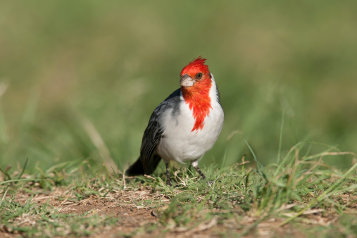 Red-crested Cardinal (Paroaria coronata) foraging in the grass.