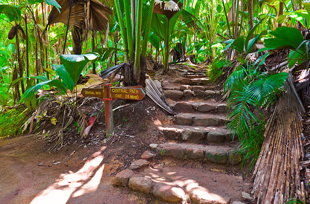 istock Pathway in jungle, Vallee de Mai, Seychelles 153180851