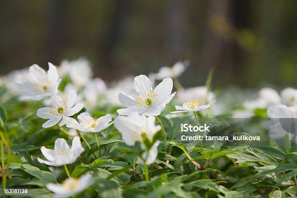 Gli Anemoni - Fotografie stock e altre immagini di Anemone dei boschi - Anemone dei boschi, Fiore, Norvegia