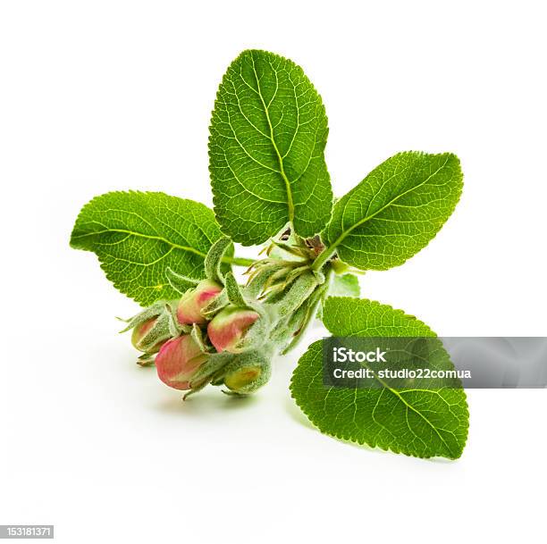 Apple Blossom Stock Photo - Download Image Now - Apple - Fruit, Apple Blossom, Blossom