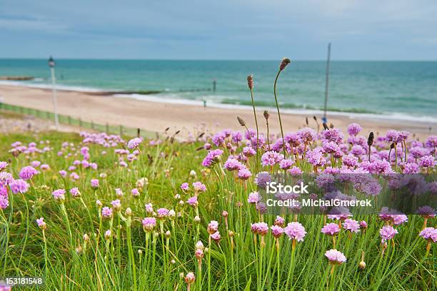 Spring Time Clover Meadow On Cliff At Seaside In Bournemouth Stock Photo - Download Image Now