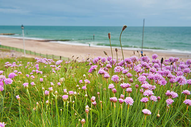 primavera tempo trevo meadow no penhasco à beira-mar, em bournemouth - bournemouth - fotografias e filmes do acervo