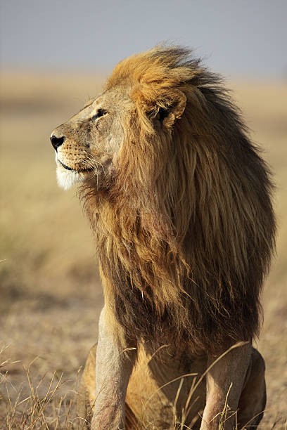 Wild grande Leone arboricola australiana nel profilo, Serengeti, Tanzania - foto stock