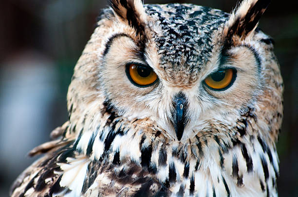 istock Owl close up portrait 153181648