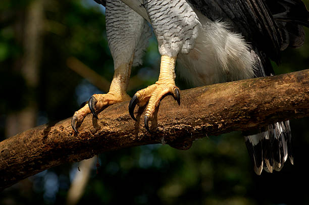 Eagle Harpy Eagle claws (Harpia harpyia) Soberania National Park,Rep.of Panama, Central America.(Captive animal) harpy eagle stock pictures, royalty-free photos & images