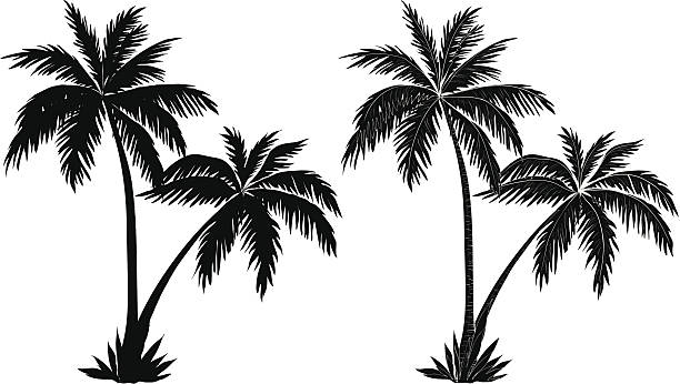 ilustrações, clipart, desenhos animados e ícones de silhuetas de palmeiras, preto - palm tree tree isolated landscaped
