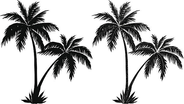 Palm trees, black silhouettes Tropical palm trees, black silhouettes and outline contours on white background. Vector palm tree silhouette stock illustrations