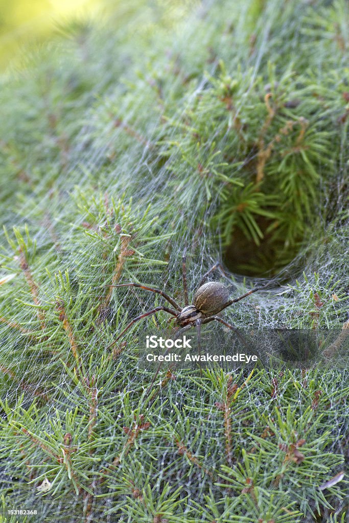 Embudo araña tejedora por su Burrow - Foto de stock de Alerta libre de derechos