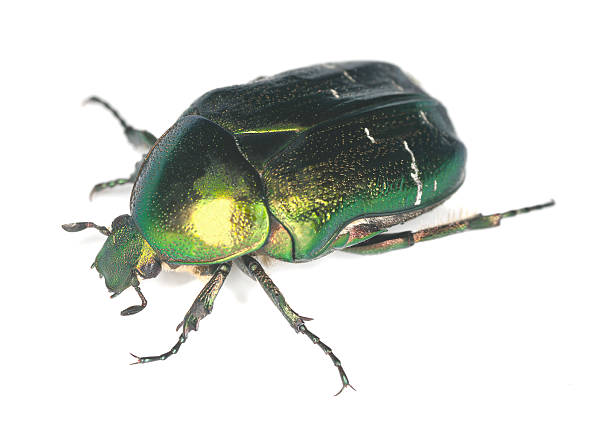 istock Rose chafer, potosia cuprea isolated on white background 153182377