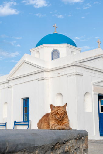 the yellow cat in front of the church is sleeping peacefully