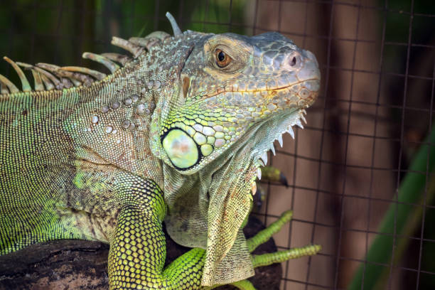 istock Close up of Iguana selective focus on eye 1531847924