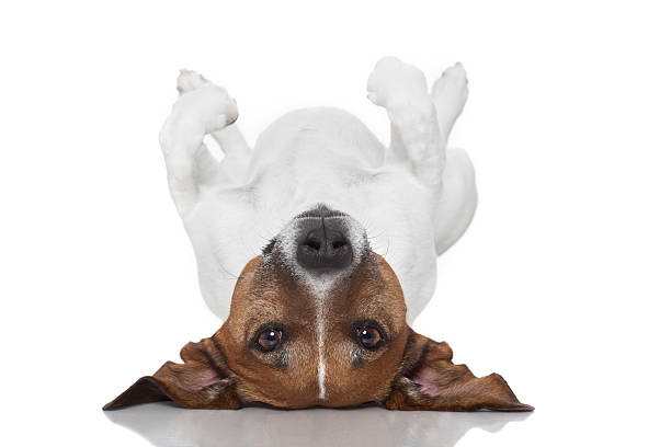 dog  laying upside down dog  laying upside down on back animal back stock pictures, royalty-free photos & images
