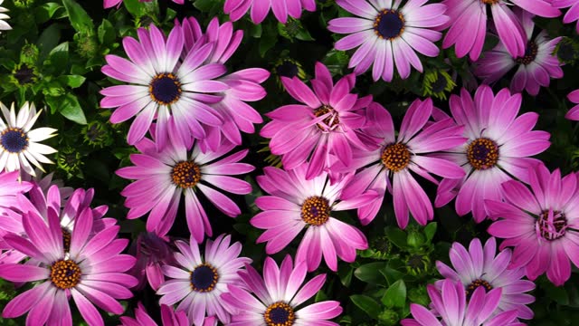 Osteospermum ecklonis or Cape Marguerite, Dimorphotheca, Cape daisy flowers as a natural floral background