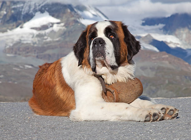 chiens saint-bernard - saint bernard photos et images de collection