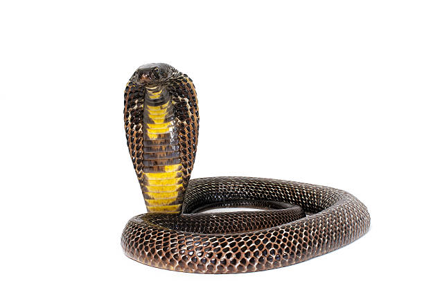 istock Black Pakistani Cobra - Naja 153187438