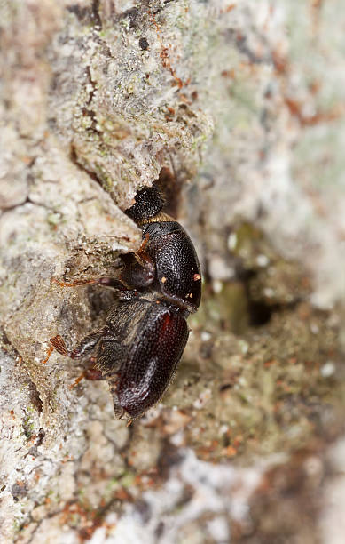istock Woodborer, extreme close-up with high magnification 153187531