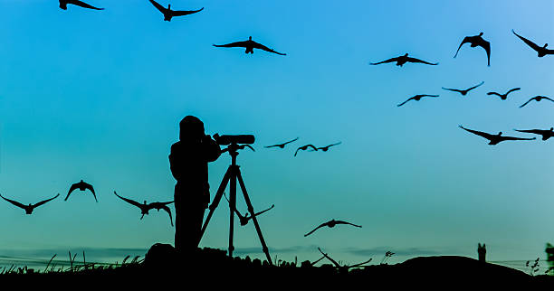 Bird Watcher Silhouette Silhouette of a bird watcher with a flock of geese flying around and above him against a blue dusk sky, shot outside Stockholm, Sweden bird watching stock pictures, royalty-free photos & images