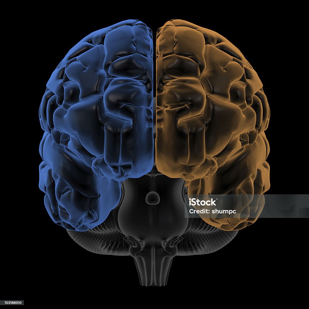ヘミスフィアズの脳のフロントの眺め - 3Dのロイヤリティフリーストックフォト
