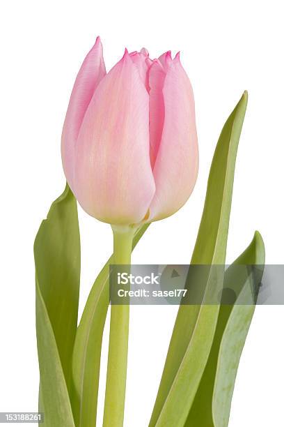 Foto de Tuliparosa e mais fotos de stock de Botão - Estágio de flora - Botão - Estágio de flora, Cabeça da flor, Figura para recortar