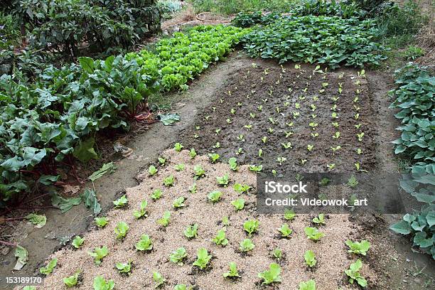 Organic Vegetable Garden Stock Photo - Download Image Now - Agricultural Field, Agriculture, Beet