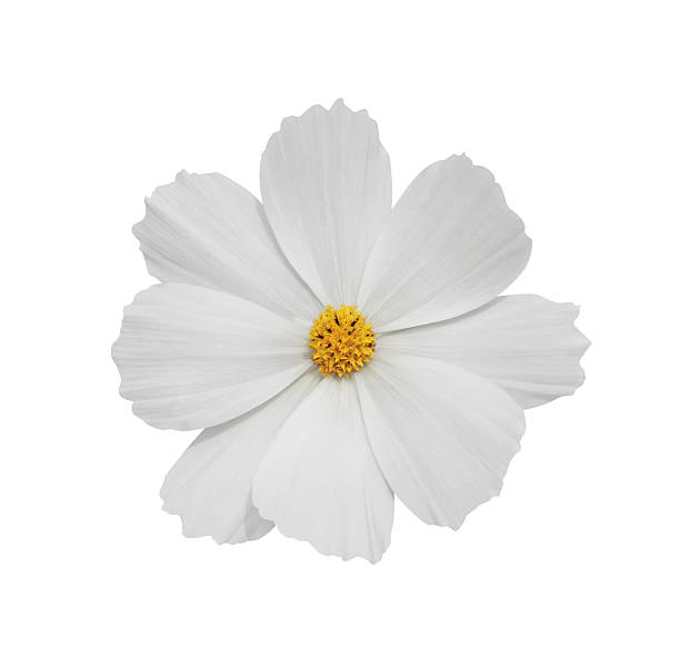 istock Cosmos flower isolated on white - path included 153189338