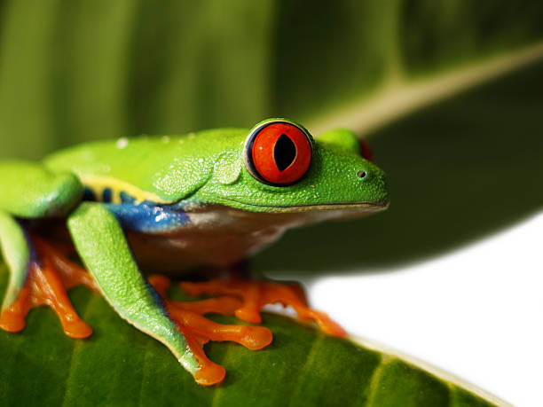 istock red eyed tree frog, Agalychnis callidryas 153189398