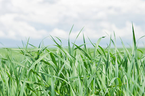 istock Leaves of green grass on background blue sky 153190556