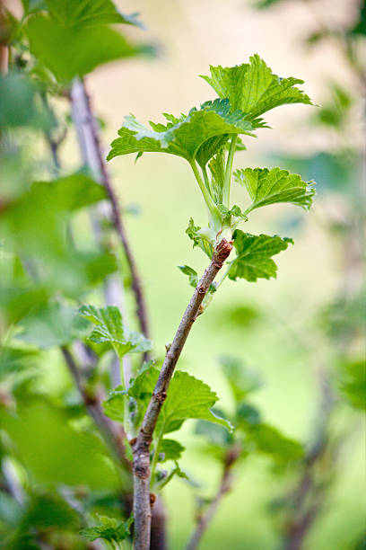 Filiale Ribes - foto stock