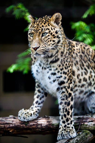 istock closeup of a leopard 153191752