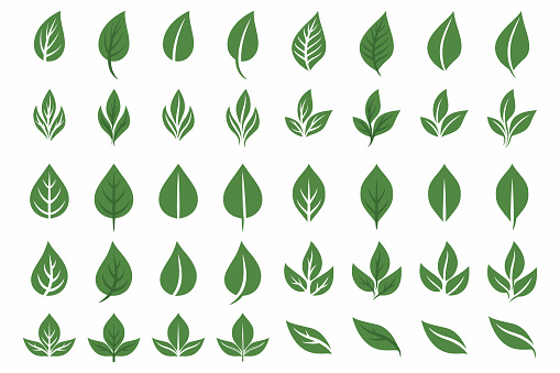 Vector Flat Green Leaf Icon Set Isolated. Leaves Collection, Design Decorative Elements. Spring, Summer Leaves, Plants, Herbs for Logo, Emblem Design. Vector Illustration.