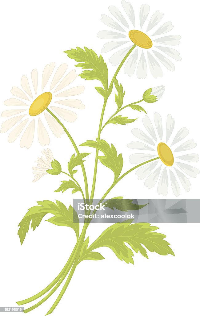 Flores de manzanilla - arte vectorial de Amarillo - Color libre de derechos