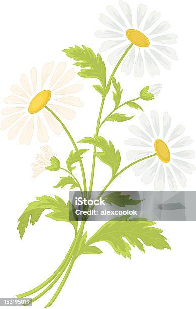 Ilustración de Flores De Manzanilla y más Vectores Libres de Derechos de Amarillo - Color - Amarillo - Color, Belleza de la naturaleza, Blanco - Color