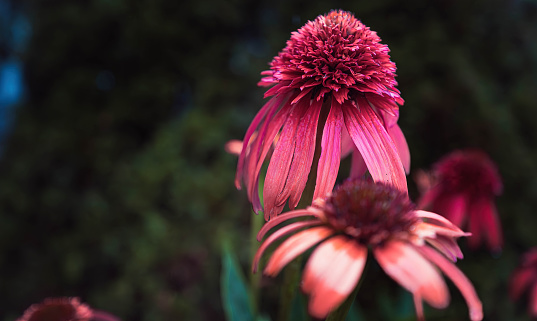 Coneflowers (Echinacea) in antique pink full bloom and partly whithered with a blurred background